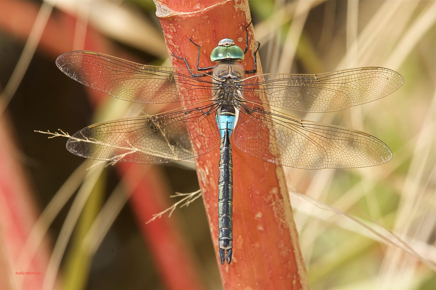 Male Anax parthenope by Pablo M-Darve